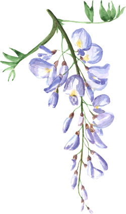 illustration of a flower